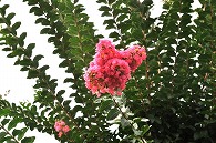百日紅