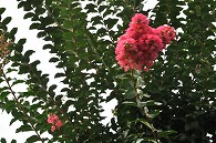 百日紅