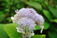 紫陽花