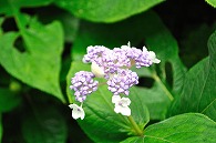 紫陽花
