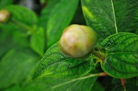 紫陽花の蕾