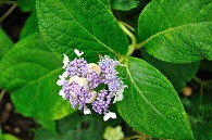 紫陽花