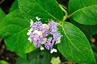 紫陽花