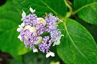 紫陽花と蜂