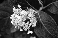 紫陽花と蜂