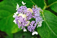 紫陽花と蜂
