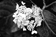紫陽花と蜂