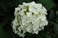 紫陽花