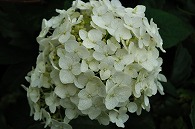 紫陽花