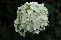 紫陽花