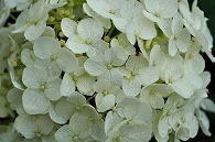 紫陽花