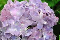紫陽花