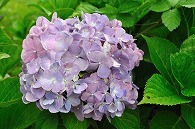 紫陽花