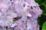 紫陽花