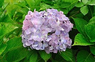 紫陽花