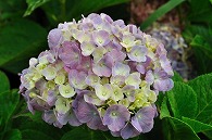紫陽花