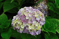 紫陽花
