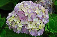 紫陽花