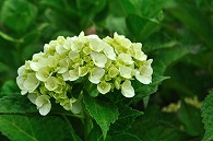 紫陽花