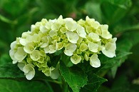 紫陽花
