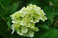 紫陽花