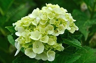 紫陽花