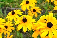 ルドベニキアと蜂