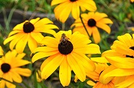 ルドベニキアと蜂