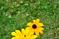 ルドベニキアと蜂