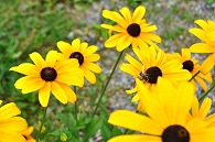ルドベニキアと蜂