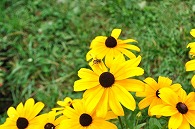 ルドベニキアと蜂