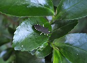 黒虫