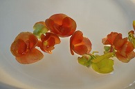 リーガースベゴニア