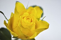 薔薇