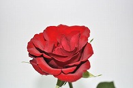 薔薇