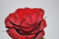 薔薇