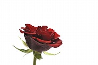 薔薇