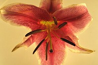百合