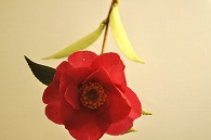 さざんか