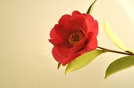 さざんか
