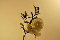さざんか