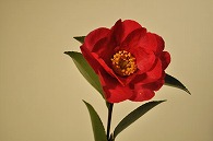 さざんか