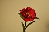 さざんか
