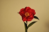 さざんか