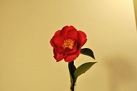 さざんか