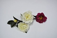 さざんか2色
