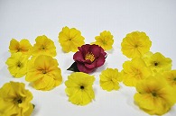 さざんか