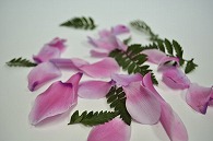 シクラメン