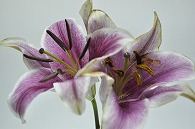 百合