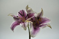 百合